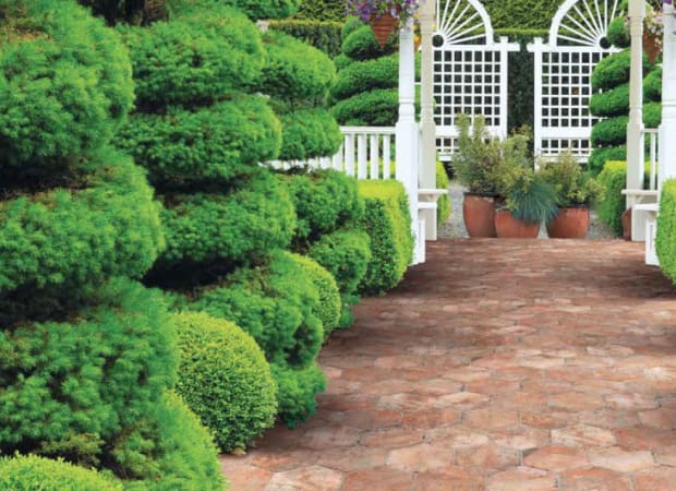 #sku_MEDOLCHCHICAHE91